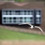 Urdaibai Bird Center Hotel Gautegiz Arteaga