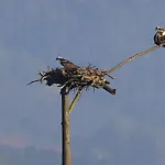 Hotel Urdaibai Bird Center