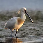 Hotel Urdaibai Bird Center Gautegiz Arteaga