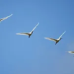 Urdaibai Bird Center
