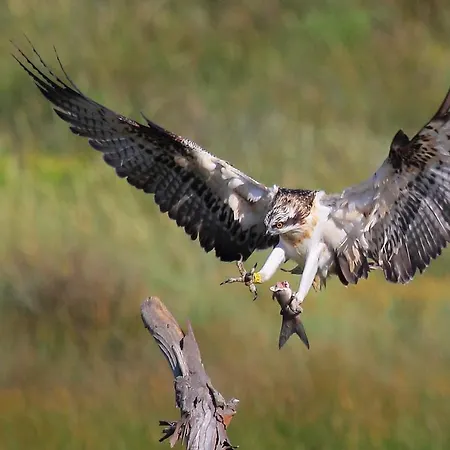 Urdaibai Bird Center Hotel Gautegiz Arteaga