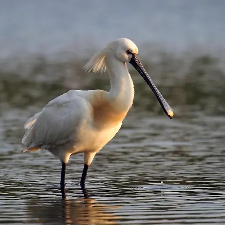 Hotel Urdaibai Bird Center Gautegiz Arteaga
