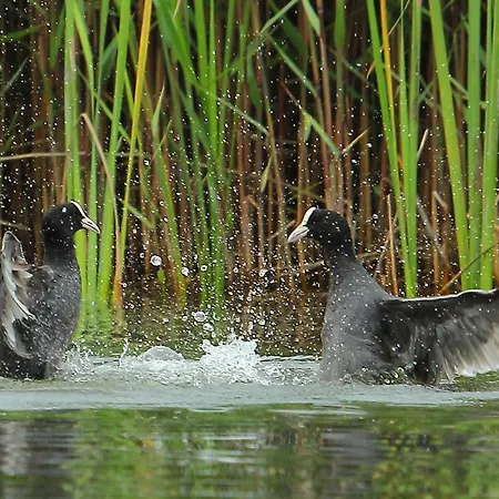 Urdaibai Bird Center Gautegiz Arteaga