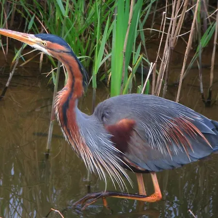 Urdaibai Bird Center * Gautegiz Arteaga