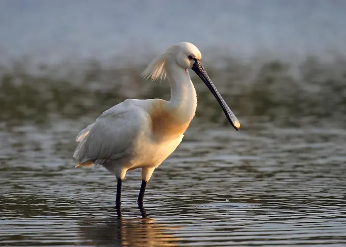 Hotel Urdaibai Bird Center Gautegiz Arteaga