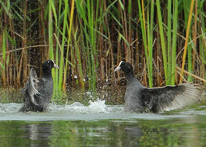 Urdaibai Bird Center Gautegiz Arteaga