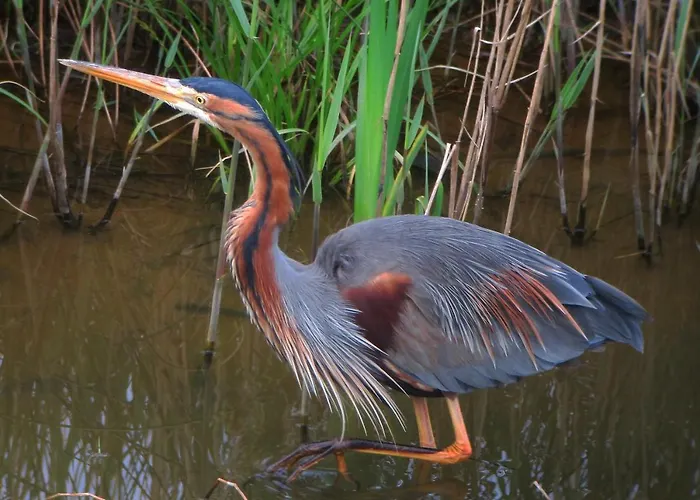 Urdaibai Bird Center * Gautegiz Arteaga