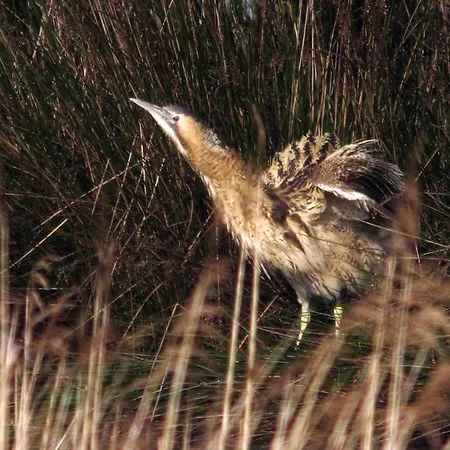 מלון Urdaibai Bird Center *