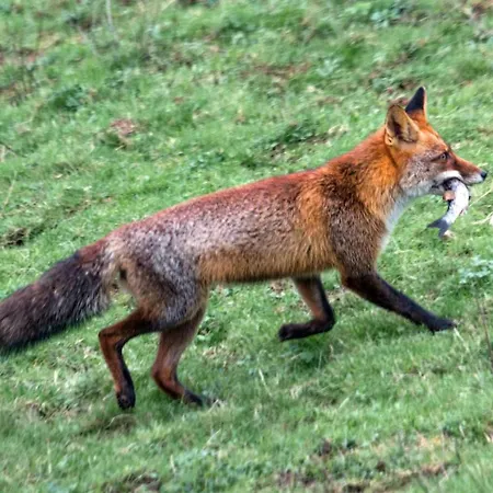 Urdaibai Bird Center מלון *